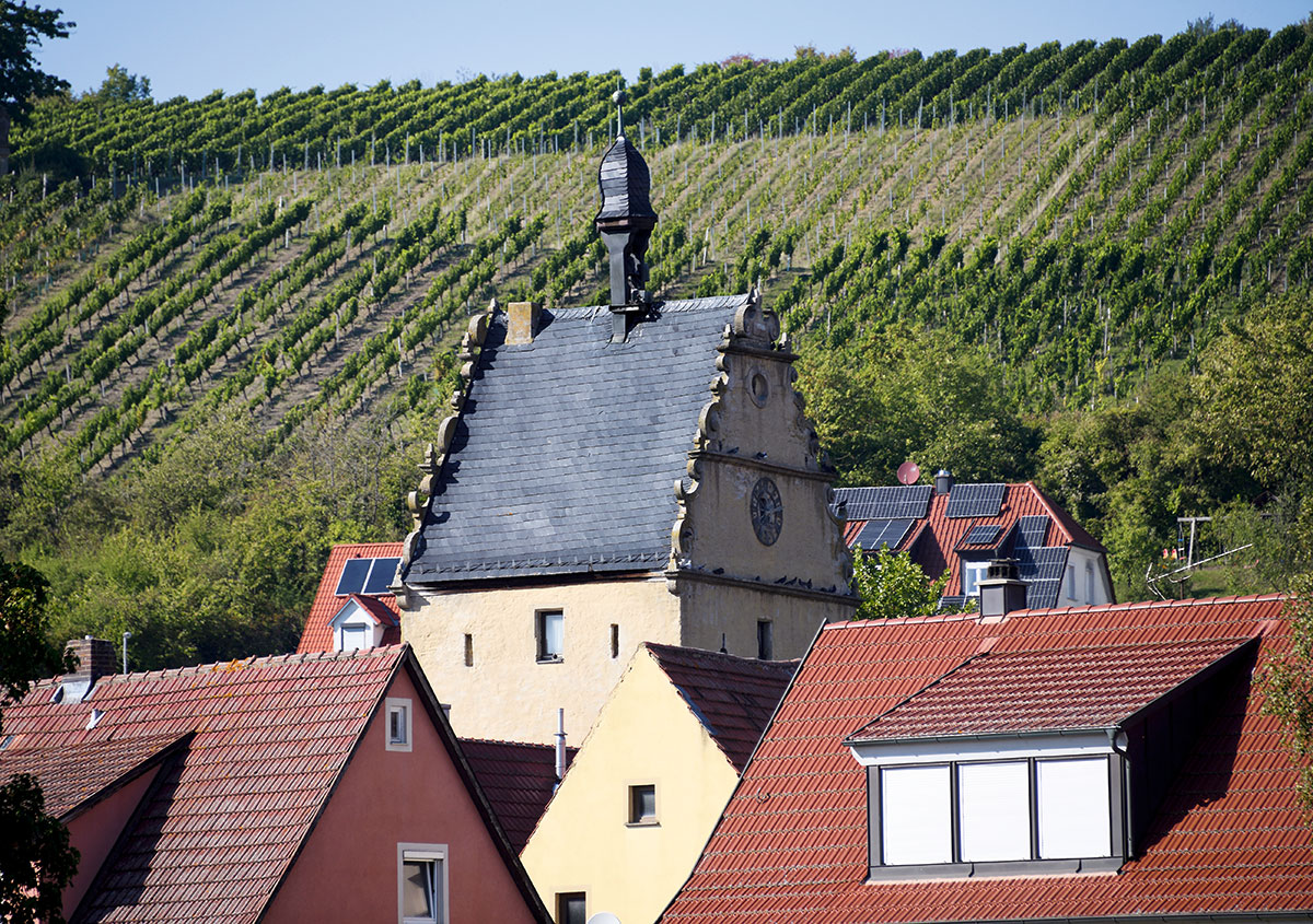 Wein, direkt am Haus.