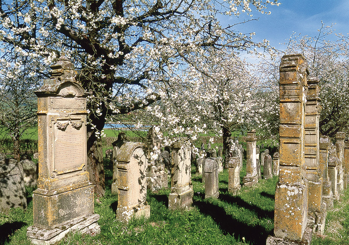 Der jüdische Friedhof in Hagenbach ist zur Kirschblüte besonders schön.