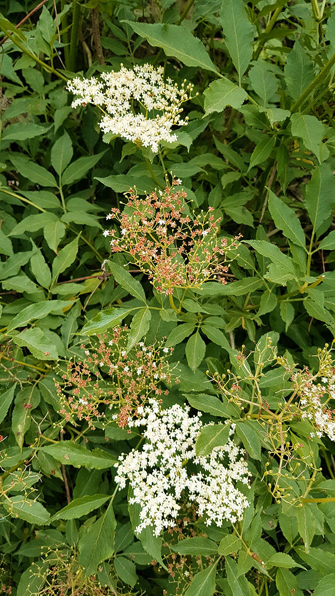 Holunderblüten