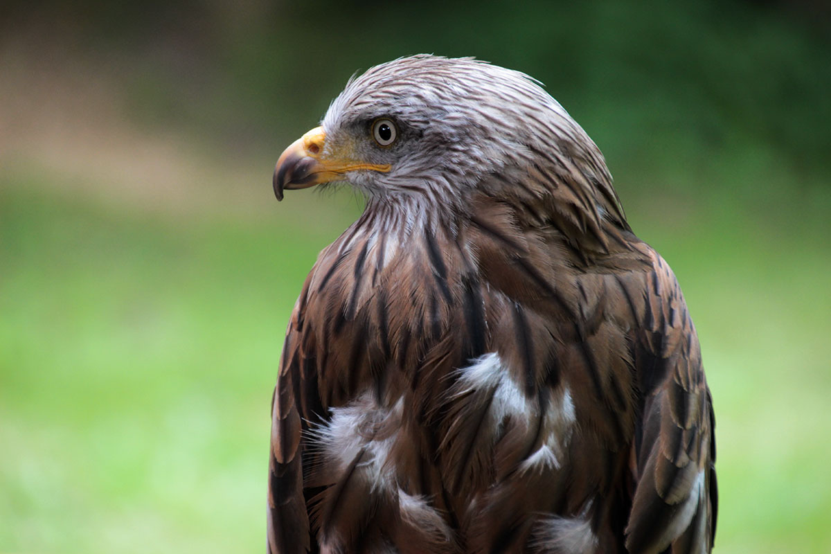 ... einmal von der Seite! Auf jeden Fall hat dieser prachtvolle Raubvogel Respekt verdient.